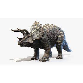 3D Triceratops
